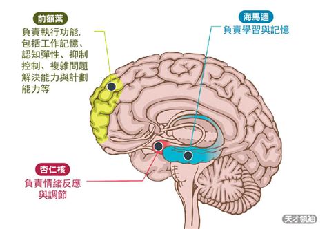 海馬迴作用|藏在大腦裡的情緒秘密：讓人焦躁不安的不是你的心，。